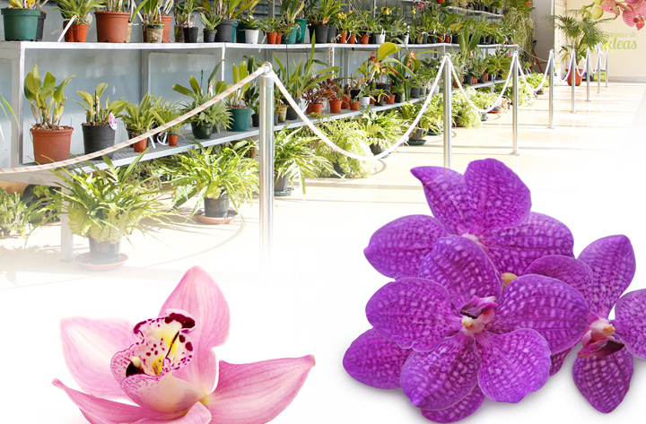 IV Feira Exposición Internacional de Orquídeas