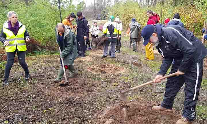 As Neves terá este ano 10.000 árbores máis, logo dunha nova xornada de plantación impulsada polo Concello e ONE OAK