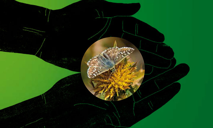 Informe de análise da situación e propostas para a conservación dos insectos