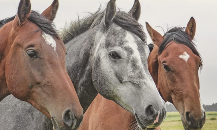 Xuntanza e ruta cabalar