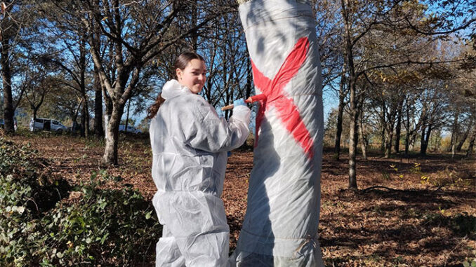 Ecoloxistas en Acción denuncia que o proxecto GS360 do Celta segue sendo un pelotazo urbanístico en terreos forestais