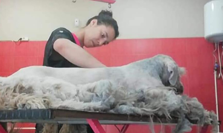 Por unha beleza animal con alma